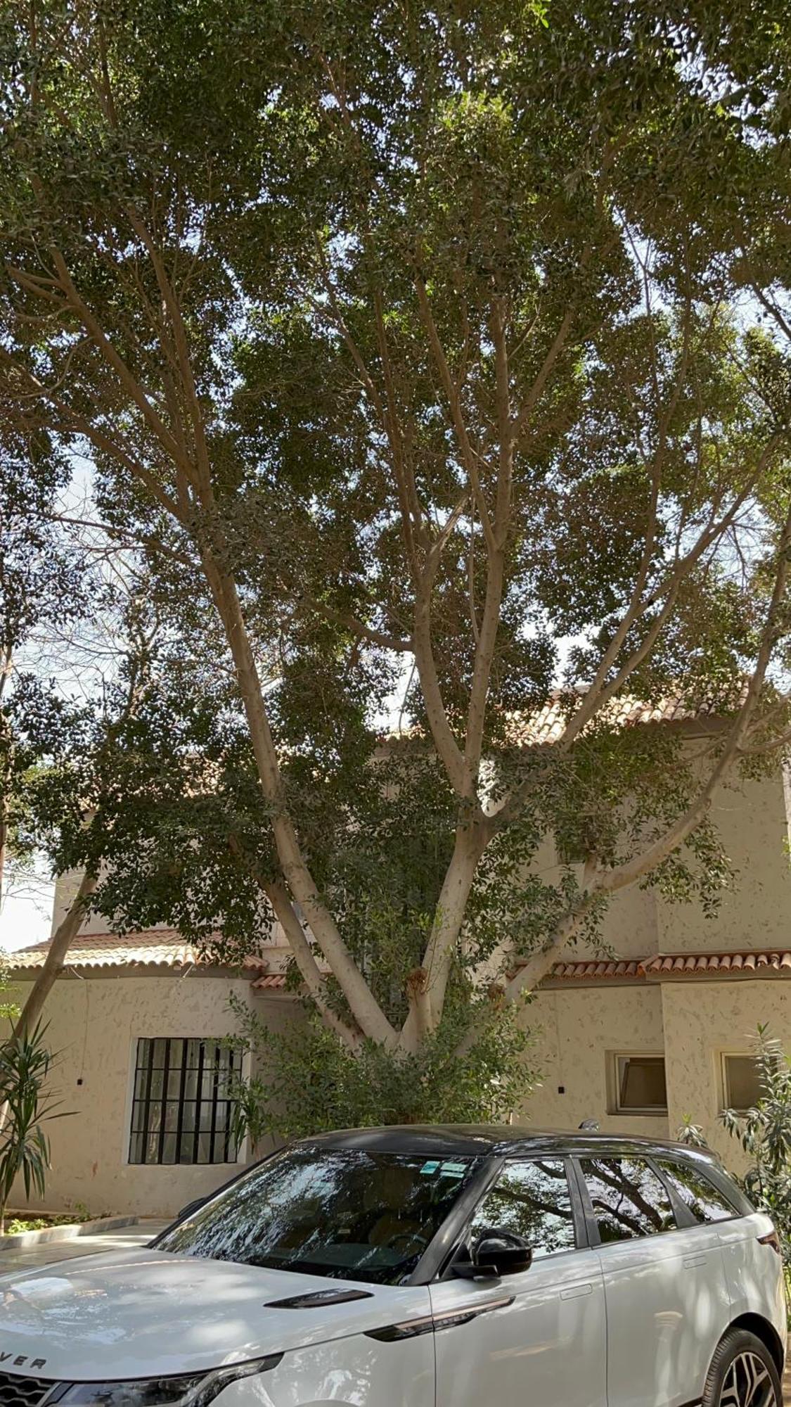 Villa By The Pyramids Cairo Exterior foto